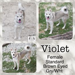 Violet - Alaskan Klee Kai