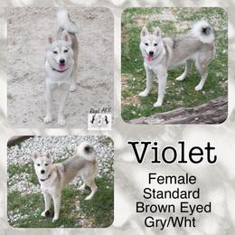 Violet - Alaskan Klee Kai