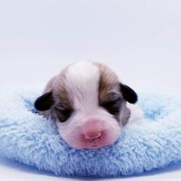 American Corgi and Pembroke Welsh Corgi Puppies from Whimsical Treasure Corgis
