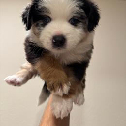 Franklin - Blue merle male Miniature Australian Shepherd puppy in Brooker, Florida from Honey, I Shrunk the Aussies