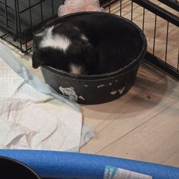 Border Collie Puppies from Deanna Kuhl