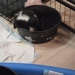 Border Collie Puppies from Deanna Kuhl