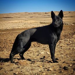 Quiz - German Shepherd