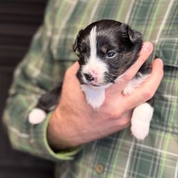 Doritos - Black tri male Toy Australian Shepherd puppy in Riverton, Utah from Iron Spirit Homestead & Aussies