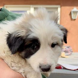 Victor- black - Badger male Colorado Mountain Dog puppy in Cotopaxi, Colorado from Once Upon A Moose (OUM)