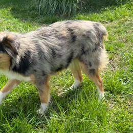Toy Australian Shepherd puppies from Small Mini/Toy Aussies
