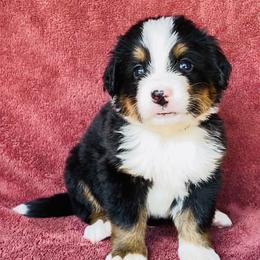 Black Collar Boy - Black rust and white male Bernese Mountain Dog puppy in Bristol, Tennessee from Holston Hollow Farm