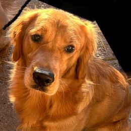 Stormy - Golden Retriever