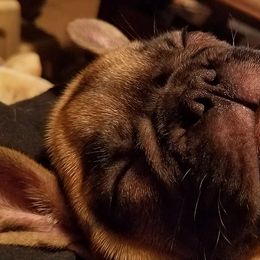 French Bulldog Puppies from Chitawee French Bulldogs