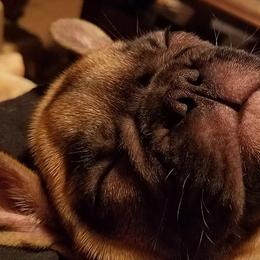 French Bulldog Puppies from Chitawee French Bulldogs