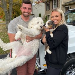 Aussiedoodle, Bernedoodle, Poodle, Shihpoo, and Shih Tzu Puppies from Route 66 Poodles & Doodles, Sapphire Shih-tzu's of Ohio