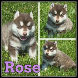 Rose - Red and white female Siberian Husky puppy in Merrill, Michigan from Haase Family Kennels