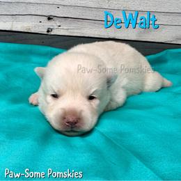 DeWalt - White male Pomsky puppy in Krum, Texas from Paw-Some Pomskies