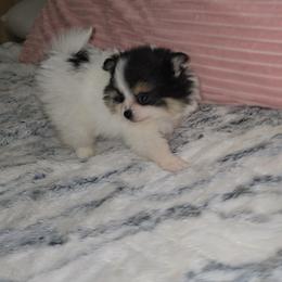 Morocco - Black and tan parti female Pomeranian puppy in Angleton, Texas from Pomeranian Palace, LLC