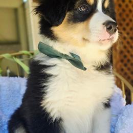 Green - Black tri male Miniature American Shepherd puppy in Georgetown, California from Foothill Aussies