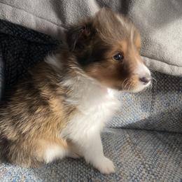 Fred (Male 1) - Sable and white male Shetland Sheepdog puppy in Chambersburg, Pennsylvania from Clark Kennel Shelties