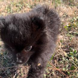 Bitty - Black parti male Pomeranian puppy in Scio, Oregon from Mac Daddy Poms