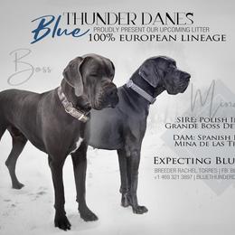 Great Dane puppies from Blue Thunder Danes