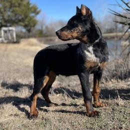 Beauceron and Doberman Pinscher Puppies from Elitehaus