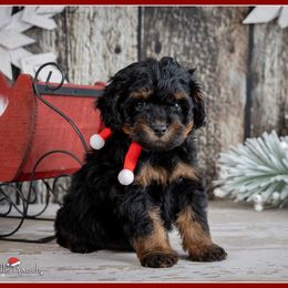 Clove - Black and tan male Cockapoo puppy in Connersville, Indiana from Deaz Doodle Ranch