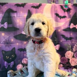 Girl 1 (Leica) (pink collar) - Golden female Golden Retriever puppy in Hubbard, Ohio from Whickering Pines Golden Retrievers