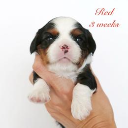 Red - Tri-color male Cavalier King Charles Spaniel puppy in Flagstaff, Arizona from Cadelia Cavalier King Charles Spaniels
