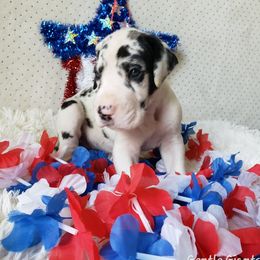 Great Dane Puppies from Gentle Giants of Tennessee Great Danes