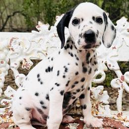 Patched(HUA) - White and black female Dalmatian puppy in Westhoff, Texas from Smart Dalmatians (LUA/HUA)