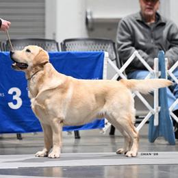 Jury - Labrador Retriever
