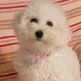 Lily - Bichon Frise