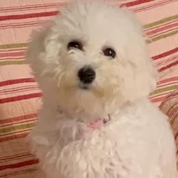 Lily - Bichon Frise