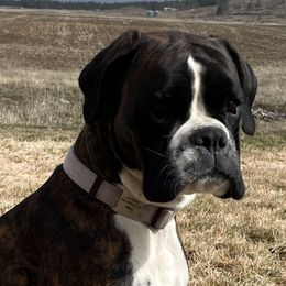 Finley - Boxer