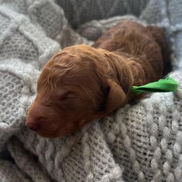 Green - Red  male Poodle puppy in Lima, Ohio from Buckeye Red Standard Poodles