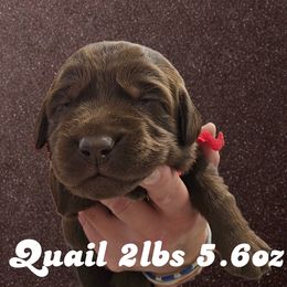 Quail - Chocolate female Dilute Retriever puppy in Sidney, Nebraska from Nebraska Strong Labradors