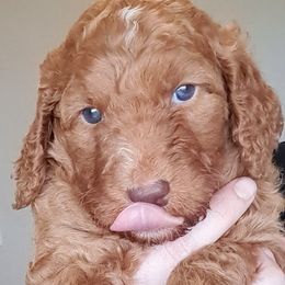 Goldendoodle Puppies from Dahlia Doodles