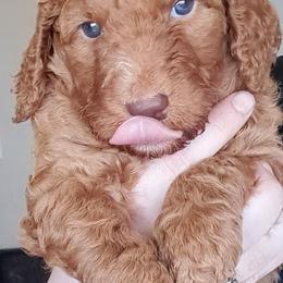 Goldendoodle Puppies from Dahlia Doodles