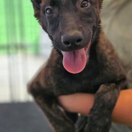 Bella - Yellow female Dutch Shepherd puppy in Sherman Oaks, California from Elite K9 Group