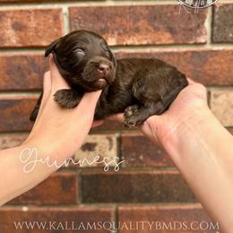 Guinness - Brown female Bernedoodle puppy in Owasso, Oklahoma from Kallams Bernedoodles & Bernese Mountain Dogs