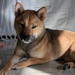 Shiba Inu from MN Lakes Area Shiba Inus