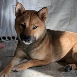 Shiba Inu from MN Lakes Area Shiba Inus