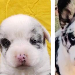 Cardigan Welsh Corgis and Pembroke Welsh Corgis from Monarch Corgis