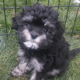 Mal-Shis, Maltese, and Maltipoos from Flying Monkey Farms