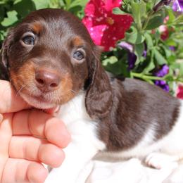 Tod (Long Hair pie-bald) - Piebald male Dachshund puppy in Stockton, California from Wiggles & Wags Dachshund's