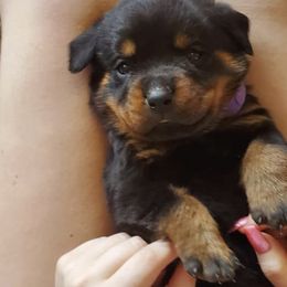 Rottweilers from Lisa Harmon's Rottweilers