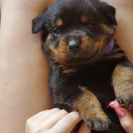 Rottweilers from Lisa Harmon's Rottweilers