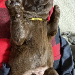 Labrador Retriever Puppies from The Homestead at Little Creek