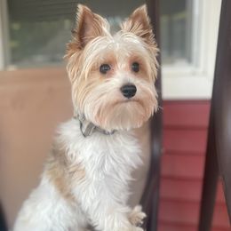 Dior - Yorkshire Terrier