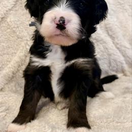 Blue collar boy - Tri-color male Bernedoodle puppy in Lake, Michigan from 3 King Doodles & Poodles