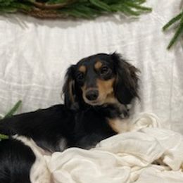 Harlow - Dachshund