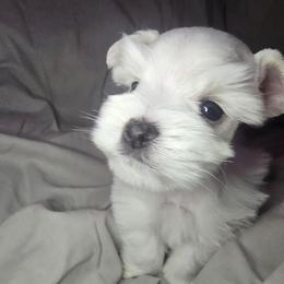 Solid white boy - White male Miniature Schnauzer puppy in Calera, Alabama from Burnett Cove Kennels